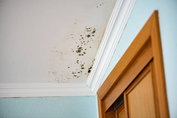 Best Emergency Mold Removal  in King City, OR