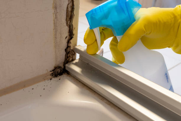 Best Attic Mold Removal  in King City, OR