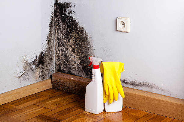 Best Mold Damage Repair  in King City, OR